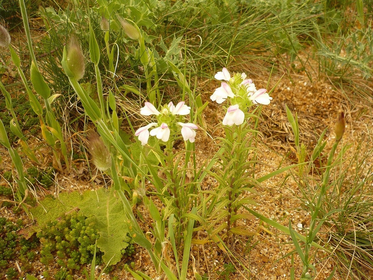 Bartsia trixago (Orobanchaceae)